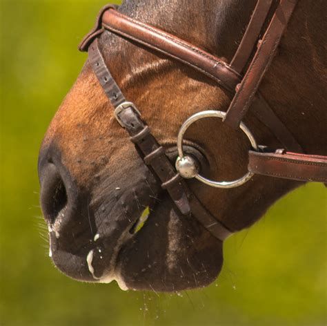 Équitation